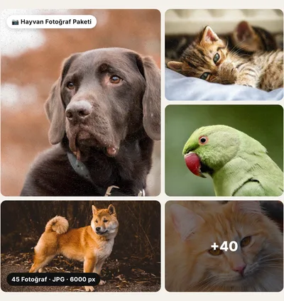 Adorable animals photo pack